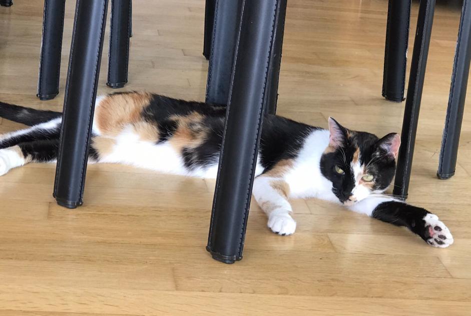 Vermisstmeldung Katze  Weiblich , 6 jahre Château-Salins Frankreich