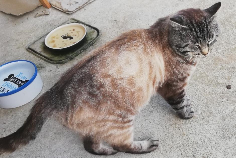 Vermisstmeldung Katze  Männliche , 5 jahre Lanvollon Frankreich