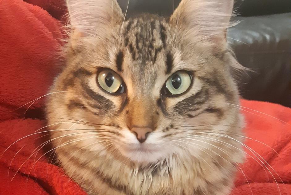 Vermisstmeldung Katze rassenmischung  Männliche , 3 jahre Theys Frankreich
