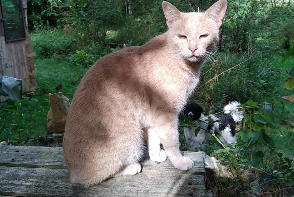 Vermisstmeldung Katze rassenmischung  Männliche , 5 jahre Beaulieu-Sous-Parthenay Frankreich