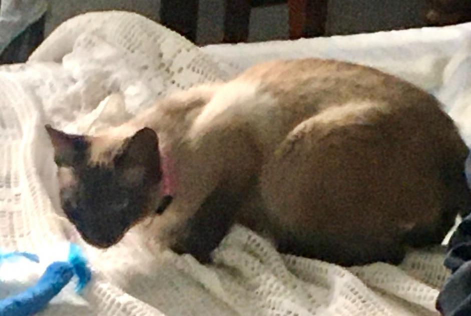 Vermisstmeldung Katze  Weiblich , 3 jahre Villemoustaussou Frankreich