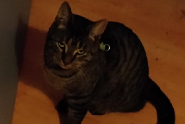 Vermisstmeldung Katze  Männliche , 3 jahre Saint-Germain Frankreich