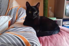 Vermisstmeldung Katze  Männliche , 3 jahre Nîmes Frankreich