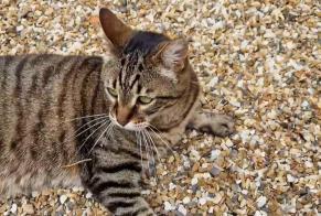 Vermisstmeldung Katze rassenmischung  Männliche , 11 jahre Saint-Martial-d'Artenset Frankreich