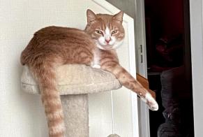 Vermisstmeldung Katze rassenmischung  Männliche , 3 jahre Carentoir Frankreich