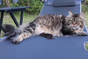 Vermisstmeldung Katze  Weiblich , 11 jahre Labenne Frankreich