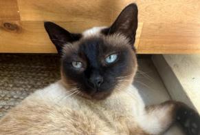 Vermisstmeldung Katze  Weiblich , 11 jahre Nice Frankreich