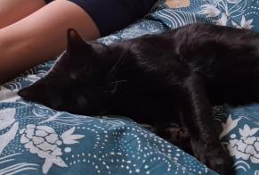 Vermisstmeldung Katze Männliche , 2 jahre Vougy Frankreich