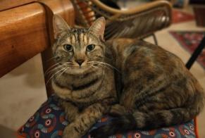 Vermisstmeldung Katze  Weiblich , 2 jahre Nîmes Frankreich