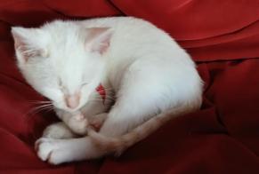 Vermisstmeldung Katze Weiblich , 1 jahre Ustaritz Frankreich