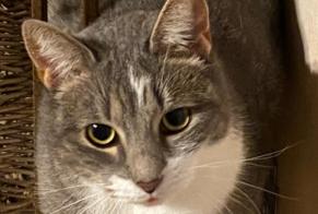 Vermisstmeldung Katze Weiblich , 5 jahre Lorient Frankreich