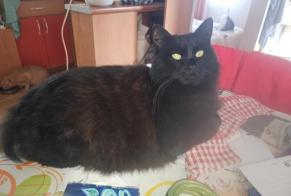 Vermisstmeldung Katze rassenmischung  Weiblich , 21 jahre Arraute-Charritte Frankreich