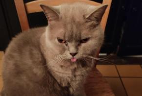 Vermisstmeldung Katze  Männliche , 2 jahre Limoges Frankreich