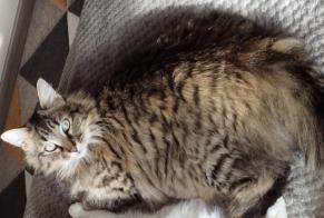 Vermisstmeldung Katze rassenmischung  Männliche , 4 jahre Niort Frankreich