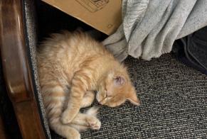 Vermisstmeldung Katze  Weiblich , 1 jahre Bordeaux Frankreich