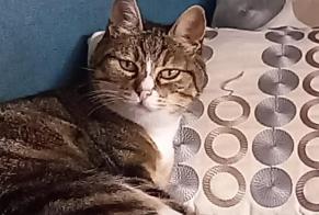 Vermisstmeldung Katze Weiblich , 14 jahre Treffiagat Frankreich