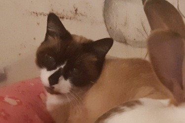 Vermisstmeldung Katze  Männliche , 14 jahre Mazingarbe Frankreich