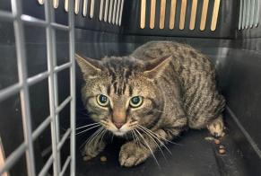 Fundmeldung Katze  Männliche , 2 Jahre Poissy Frankreich