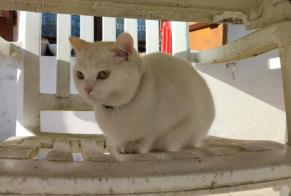 Vermisstmeldung Katze Weiblich , 7 jahre Bellegarde-en-Marche Frankreich