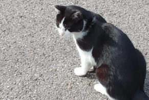 Fundmeldung Katze Männliche Neuville-sur-Saône Frankreich