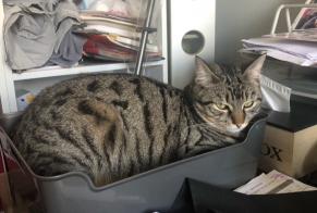 Vermisstmeldung Katze rassenmischung  Männliche , 1 jahre Saint-Junien Frankreich