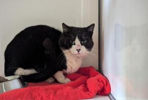 Fundmeldung Katze Männliche Domagné Frankreich
