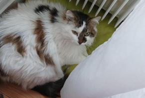 Vermisstmeldung Katze rassenmischung  Weiblich , 14 jahre Busy Frankreich