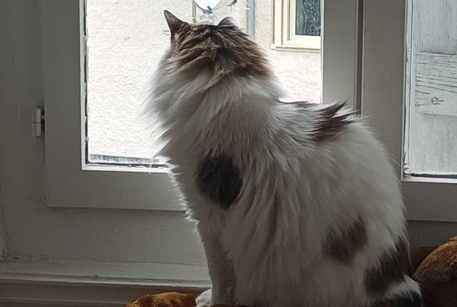 Vermisstmeldung Katze rassenmischung  Weiblich , 14 jahre Busy Frankreich