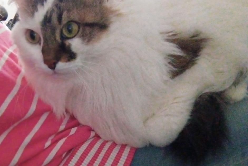 Vermisstmeldung Katze rassenmischung  Weiblich , 14 jahre Busy Frankreich