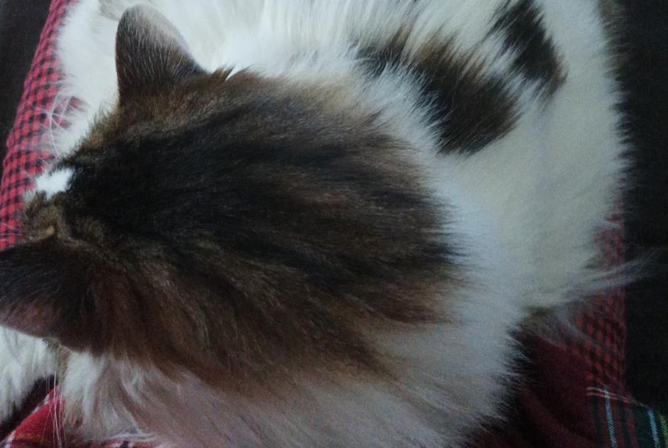 Vermisstmeldung Katze rassenmischung  Weiblich , 14 jahre Busy Frankreich