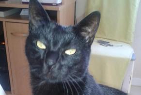 Vermisstmeldung Katze Männliche , 17 jahre Chavelot Frankreich