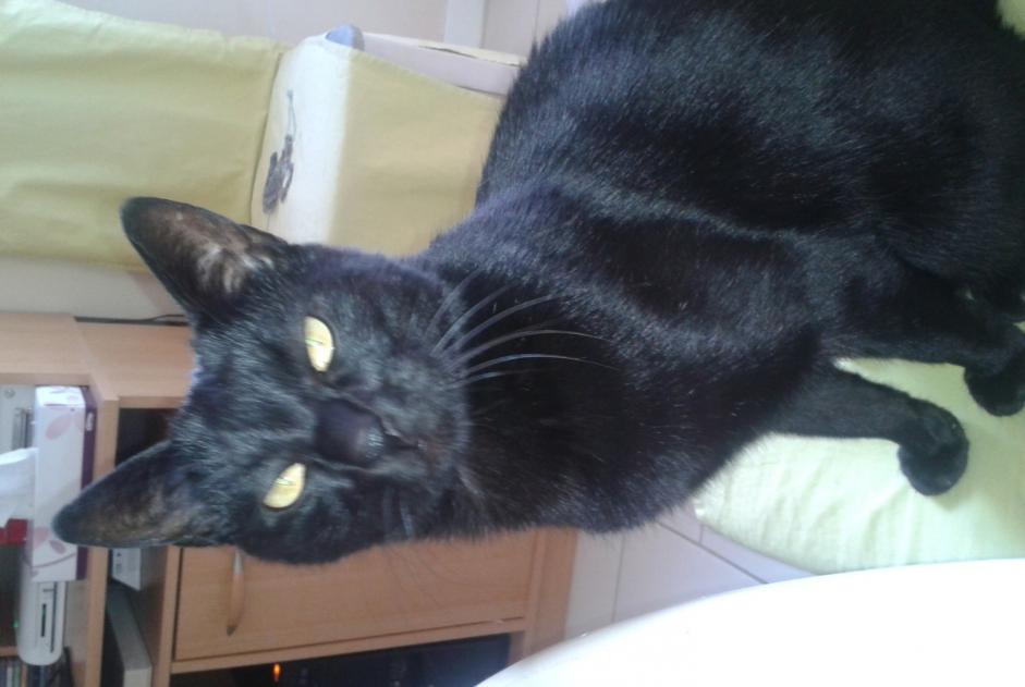 Vermisstmeldung Katze Männliche , 17 jahre Chavelot Frankreich