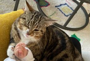 Vermisstmeldung Katze  Weiblich , 41 jahre Aire-sur-l'Adour Frankreich