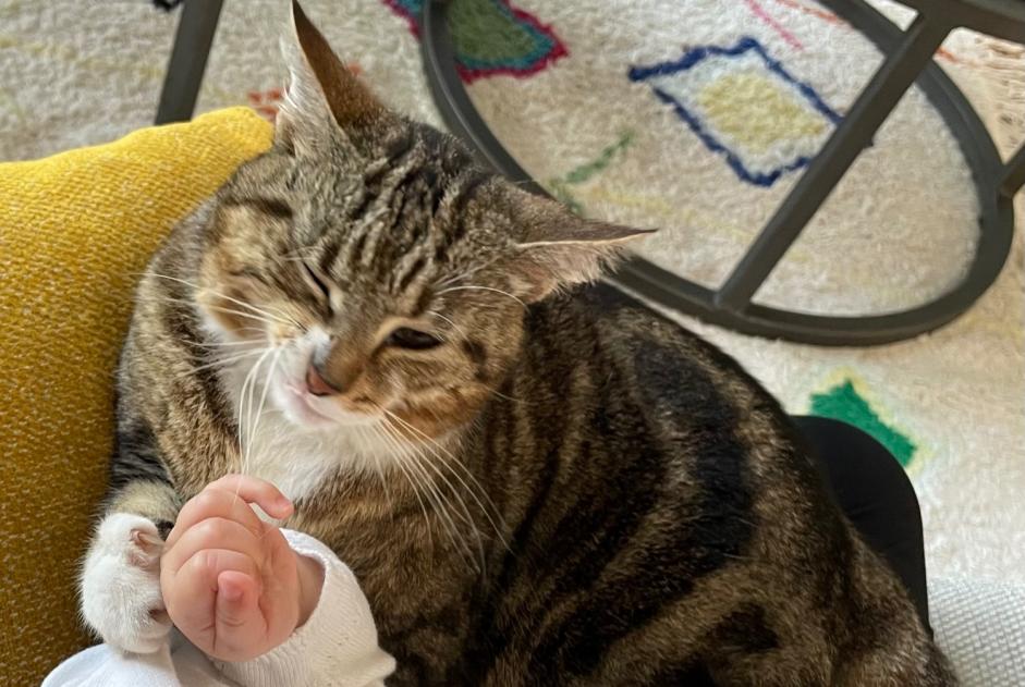 Vermisstmeldung Katze  Weiblich , 41 jahre Aire-sur-l'Adour Frankreich