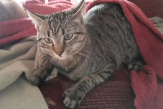 Vermisstmeldung Katze rassenmischung  Männliche , 1 jahre Saint-Jean-Kourtzerode Frankreich