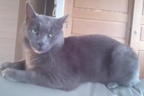Vermisstmeldung Katze Männliche , 4 jahre Saint-Vincent-de-Boisset Frankreich