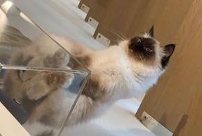 Vermisstmeldung Katze  Weiblich , 6 jahre Paris Frankreich