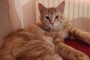 Vermisstmeldung Katze rassenmischung  Männliche , 1 jahre Villeurbanne Frankreich