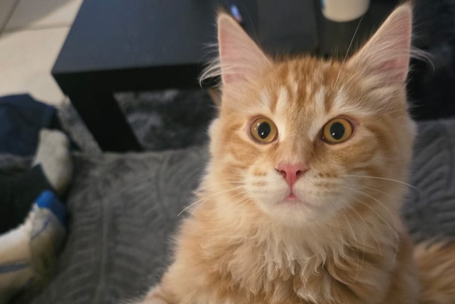 Vermisstmeldung Katze rassenmischung  Männliche , 1 jahre Villeurbanne Frankreich