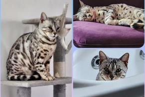 Vermisstmeldung Katze  Weiblich , 7 jahre Champs-sur-Yonne Frankreich