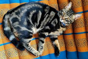 Vermisstmeldung Katze Männliche , 3 jahre Couddes Frankreich