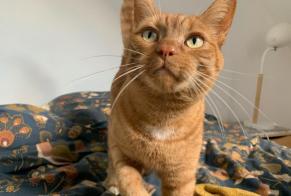 Vermisstmeldung Katze rassenmischung  Männliche , 7 jahre Orée d'Anjou Frankreich