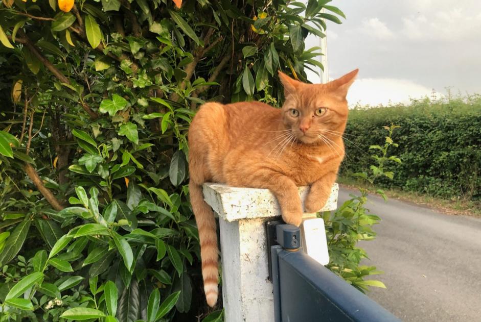 Vermisstmeldung Katze rassenmischung  Männliche , 7 jahre Orée d'Anjou Frankreich