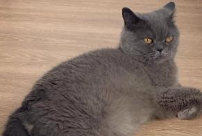 Vermisstmeldung Katze  Männliche , 8 jahre Saint-Germain-en-Laye Frankreich
