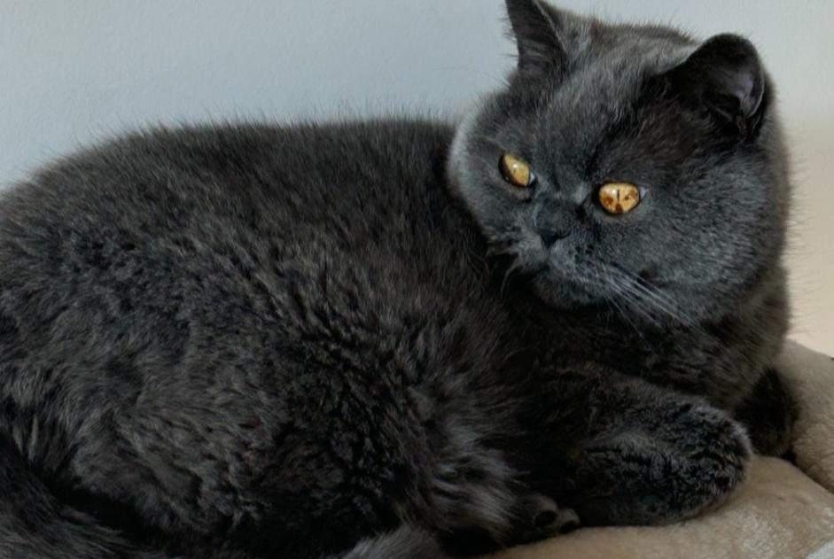 Vermisstmeldung Katze  Männliche , 8 jahre Saint-Germain-en-Laye Frankreich