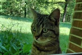 Fundmeldung Katze rassenmischung  Männliche Ménestreau-en-Villette Frankreich
