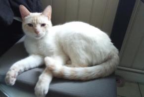 Vermisstmeldung Katze rassenmischung  Männliche , 3 jahre Saint-Quentin Frankreich