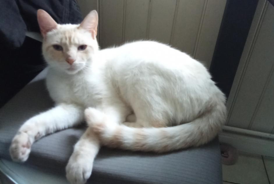 Vermisstmeldung Katze rassenmischung  Männliche , 3 jahre Saint-Quentin Frankreich