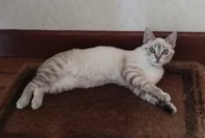 Vermisstmeldung Katze rassenmischung  Weiblich , 1 jahre Fontet Frankreich