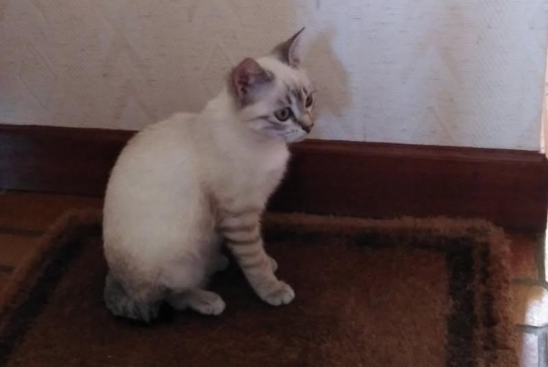 Vermisstmeldung Katze rassenmischung  Weiblich , 1 jahre Fontet Frankreich